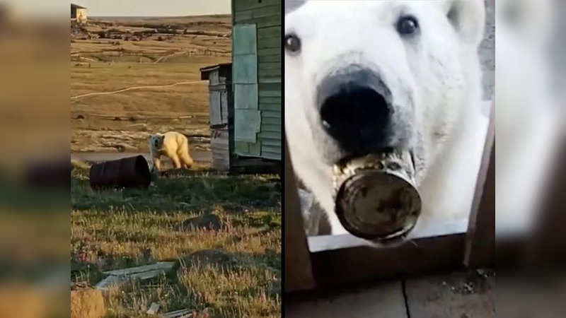 A two-year-old female polar bear with a milk can stuck to her tongue roams around a remote human settlement in northern Russia | Picture courtesy: Svetlana Radionova (left); The Siberian Times (right)
