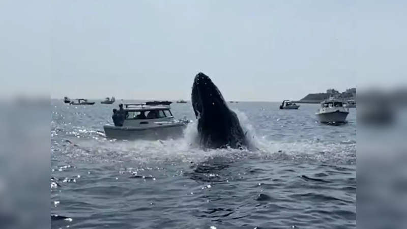 Whale breaches and bumps boat off Massachusetts coast and briefly submerges it in water