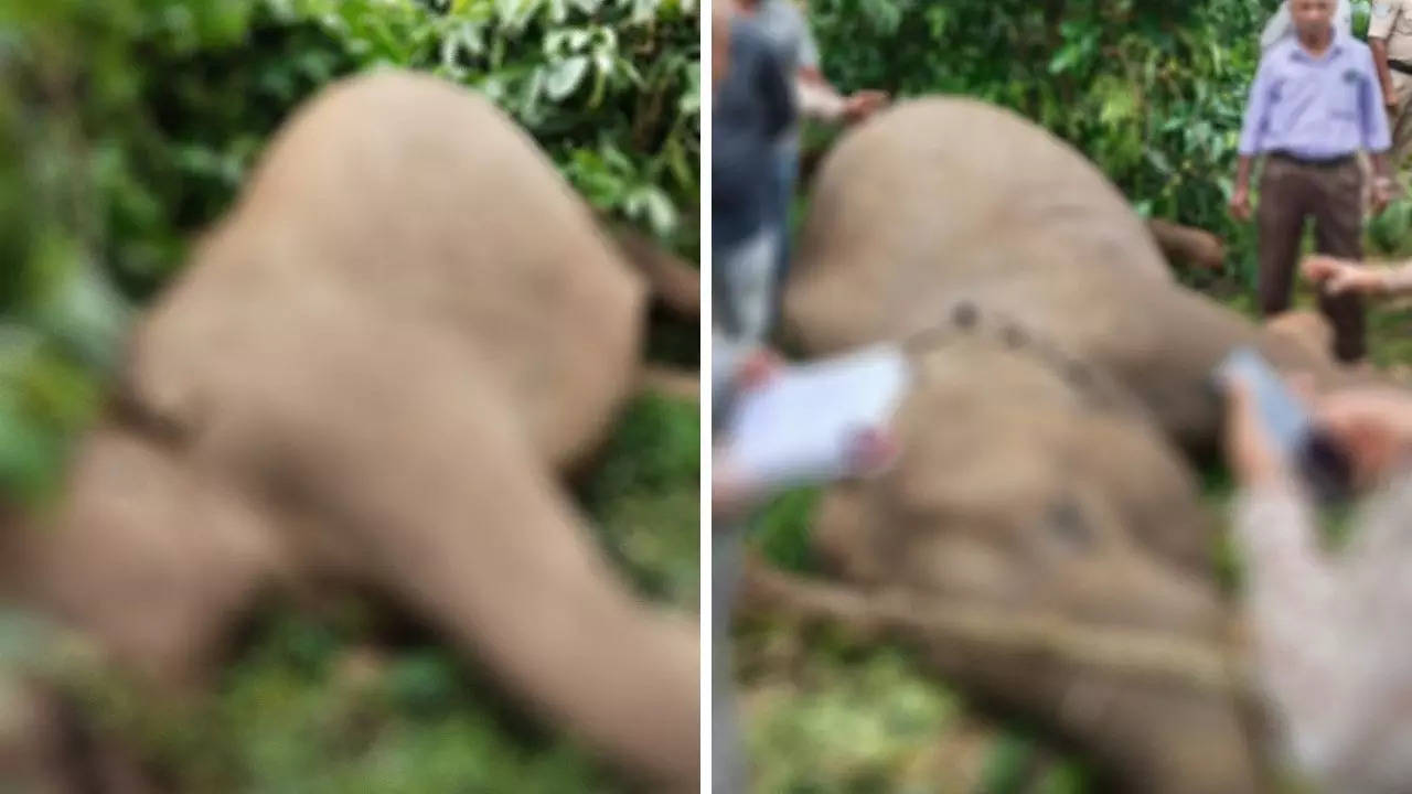 Karnataka: Two elephants electrocuted in Kodagu; FIR filed