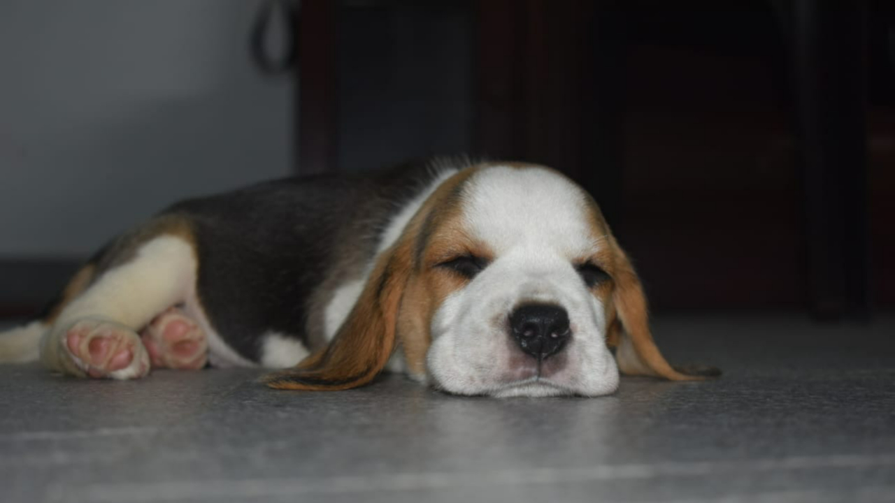 Woman keeps leaving pet at office thinking it's dog day care - and staff love it