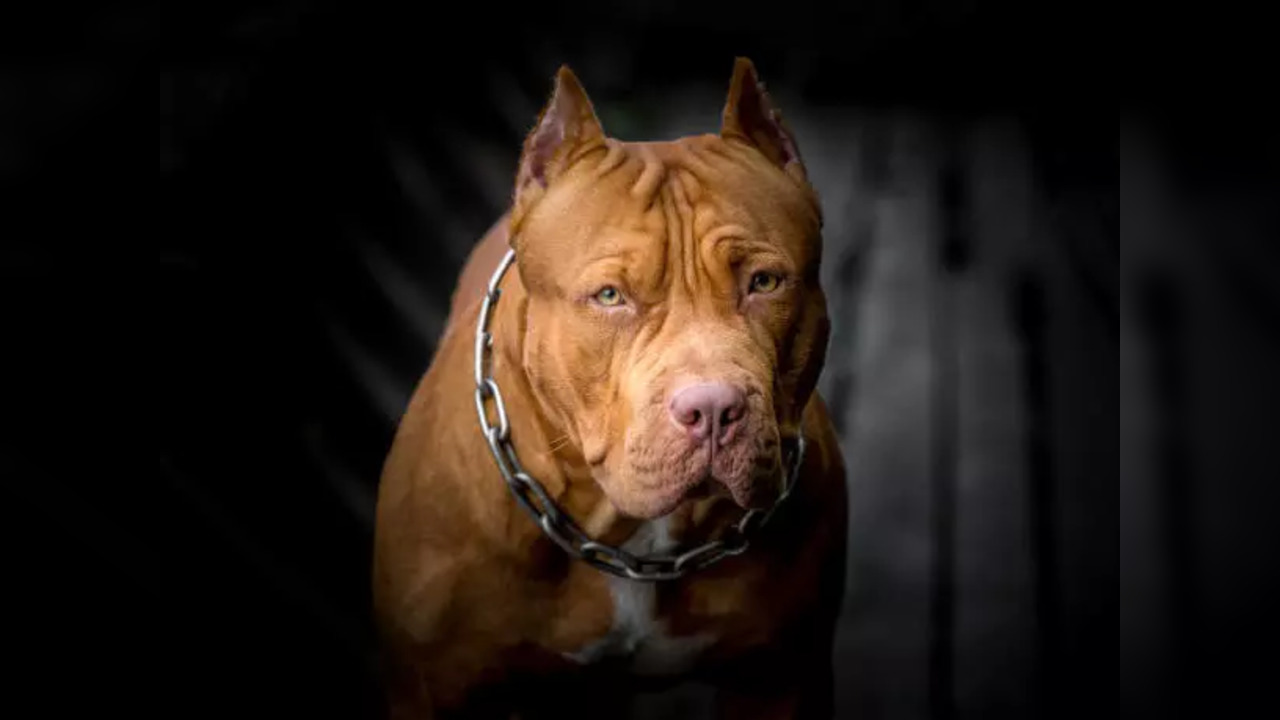 istockphoto-pitbull