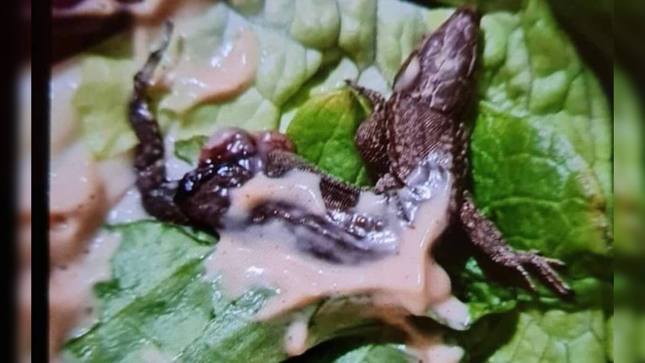McDonald's customer fumes after biting into lizard in burger; says ...