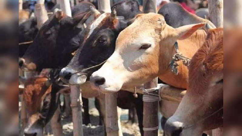 Curfew in Rajasthan villages after clash over cow slaughter