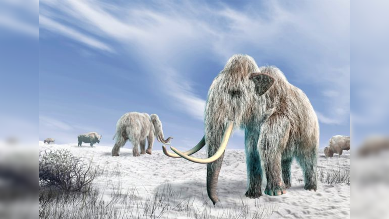 Woolly Mammoth