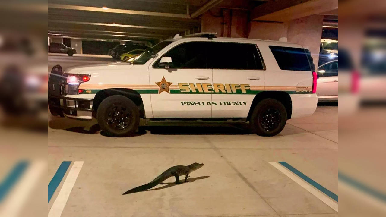 911 dispatchers run into an alligator in the parking garage of their building in Florida | Picture courtesy: Pinellas County Sheriff's Office