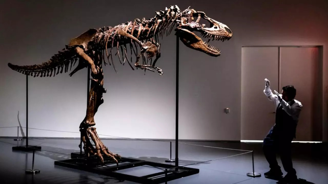 Gorgosaurus skeleton