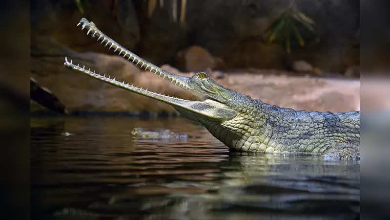 istockphoto-gharial