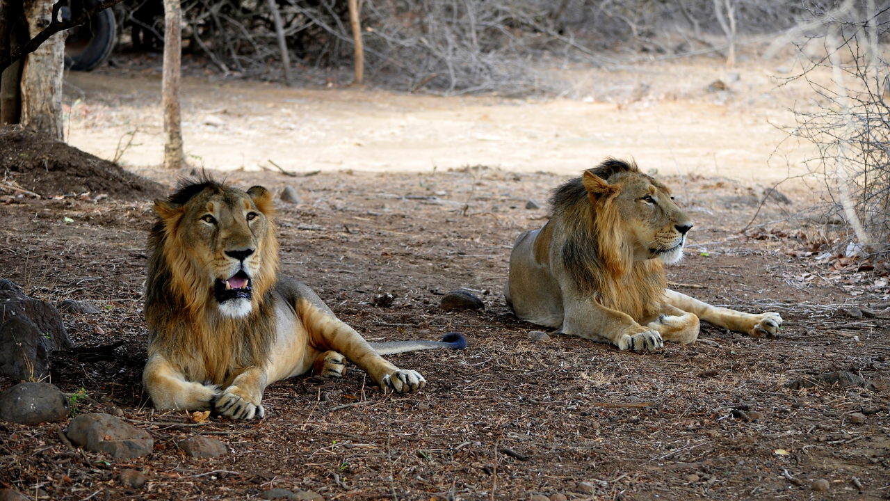 In Pakistan, you can buy lions at cheaper rates than buffaloes