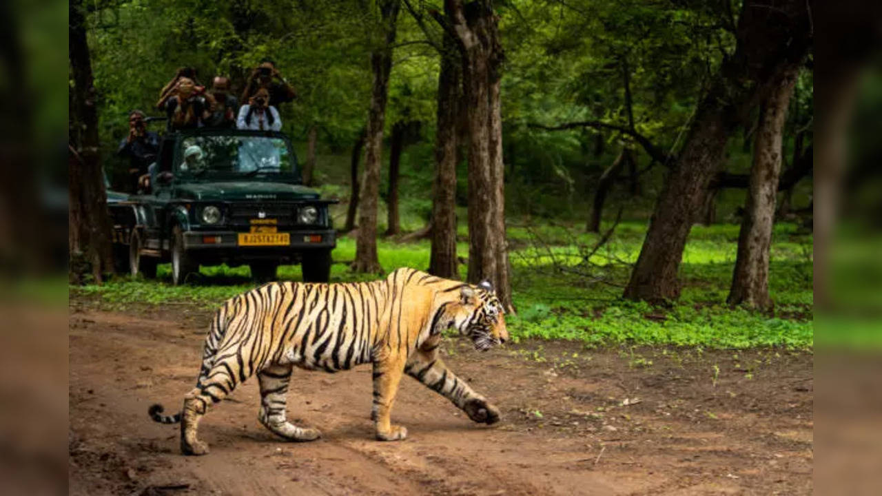 istockphoto-ranthambore tiger