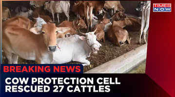 Cow Protection Cell at work 2 vehicles chased for 2kms 27 cattle rescued  Gurugram News