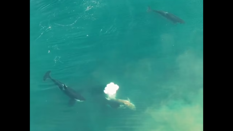 Stunning drone footage shows 3 killer whales rip apart great white shark