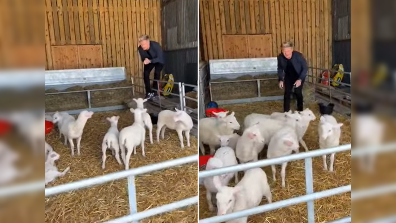 Ramsay picks lamb for slaughter; clip sparks outrage