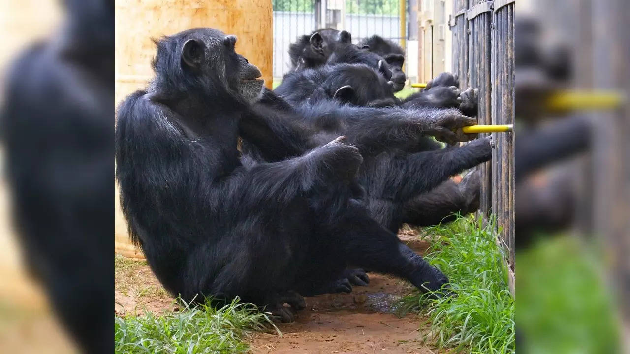 Chimpanzees also 'talk' to enable teamwork like humans, study shows: What  sets us apart from our close cousins?