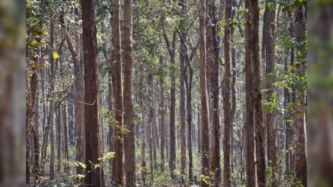 istockphoto-teak wood