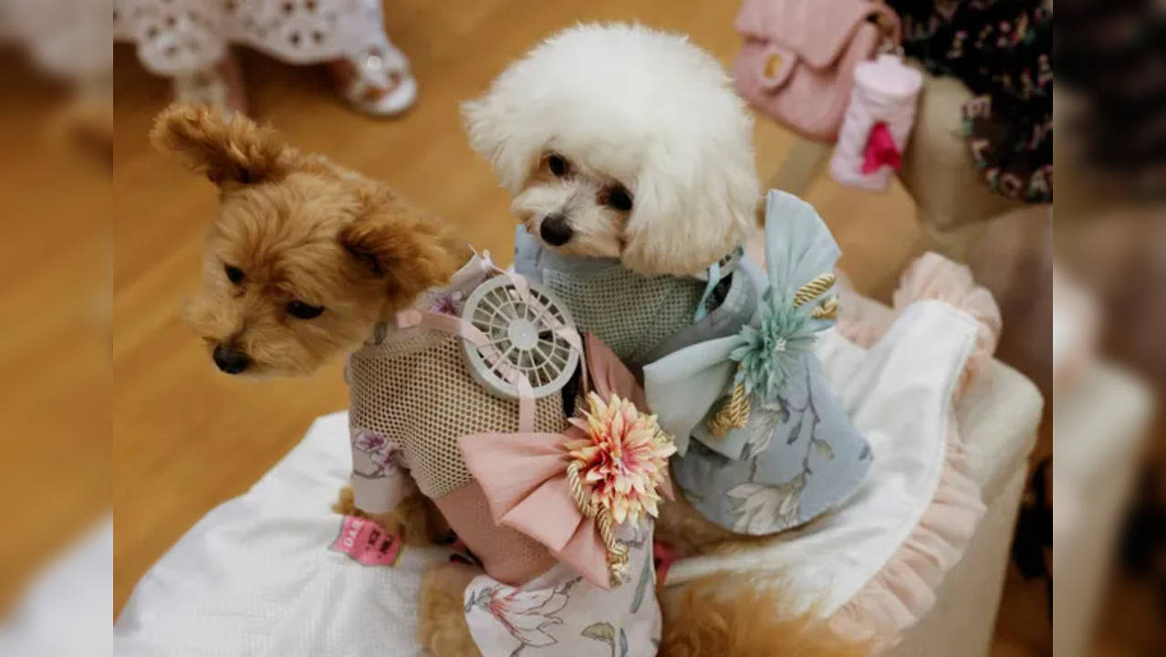 japan pet fan reuters 1.