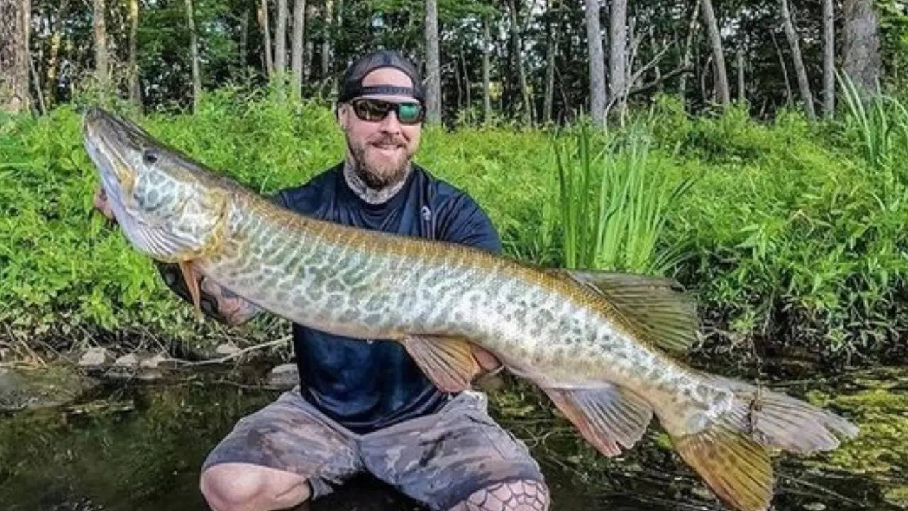 Viral photo: 'Monster' tiger muskie fish caught in US's Connecticut shocks  internet