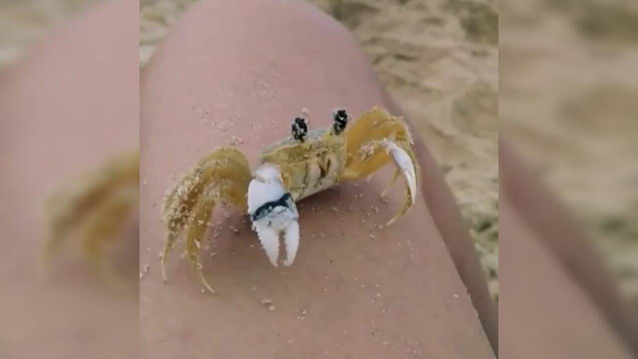 Ever seen a crab cleaning its eyes? Their appendages work like car