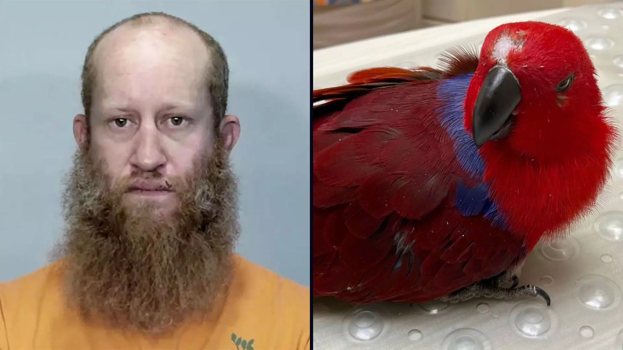 Florida man arrested for stealing roommate's parrot and leaving it injured | Picture courtesy: MCSO