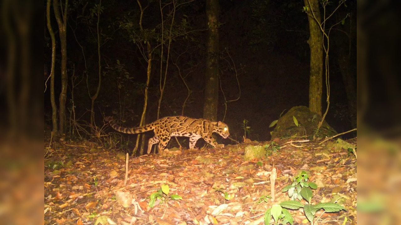 Clouded Leopard at Buxa Tiger Reserve