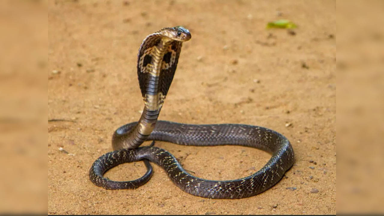 UP man killed by snake bite after attending funeral of brother bitten by snake