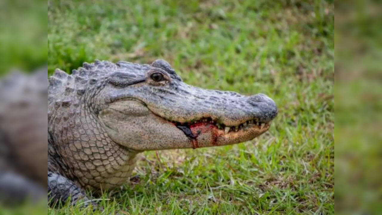 'I heard a scream' Alligator bites Florida man's face in extremely