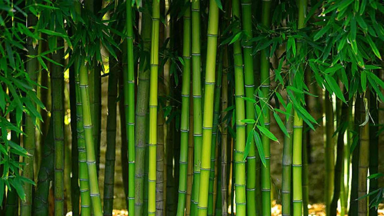 istockphoto-bamboo