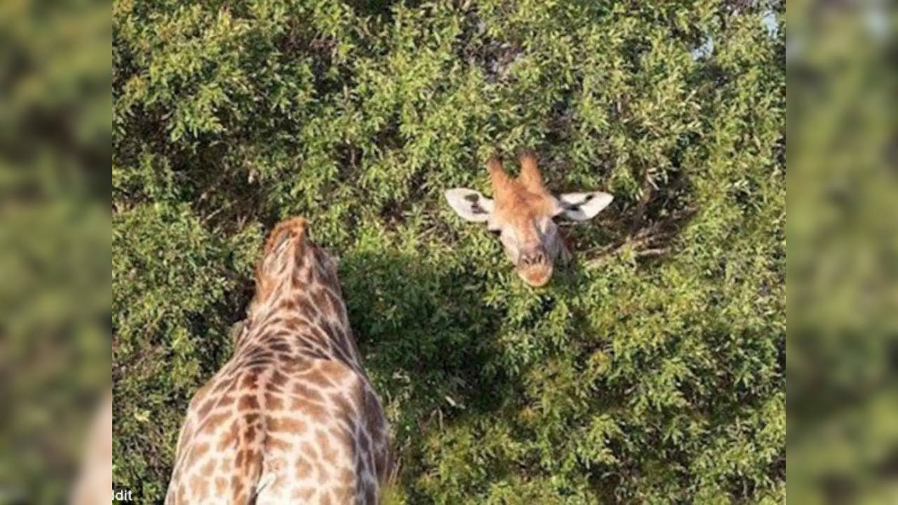 Optical illusion of giraffe peeking from trees