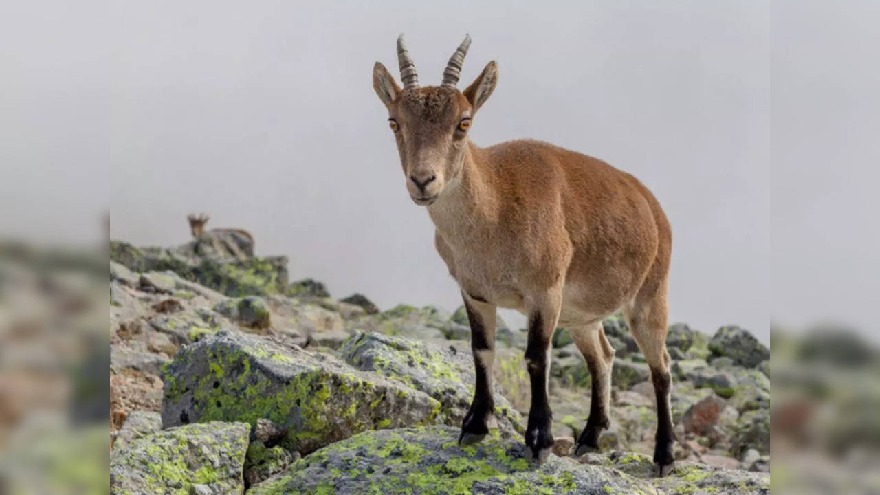 A wild goat that ran loose through a city in Spain managed to escape again after being taken to a farm | Representative image