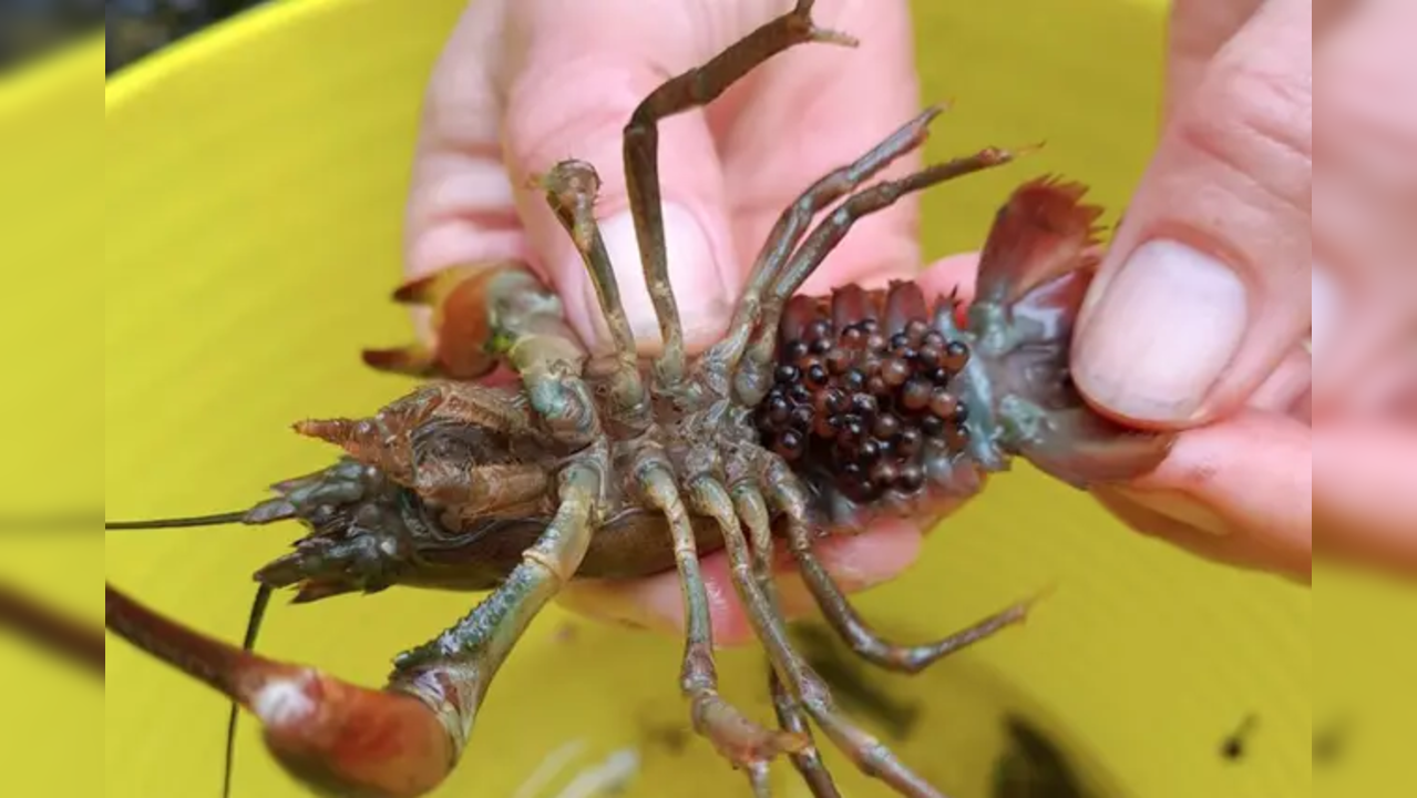 American Signal Crayfish