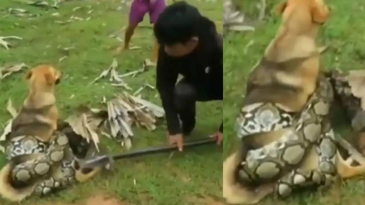Three boys fight a giant python to save their puppy, internet lauds their courage - Watch video