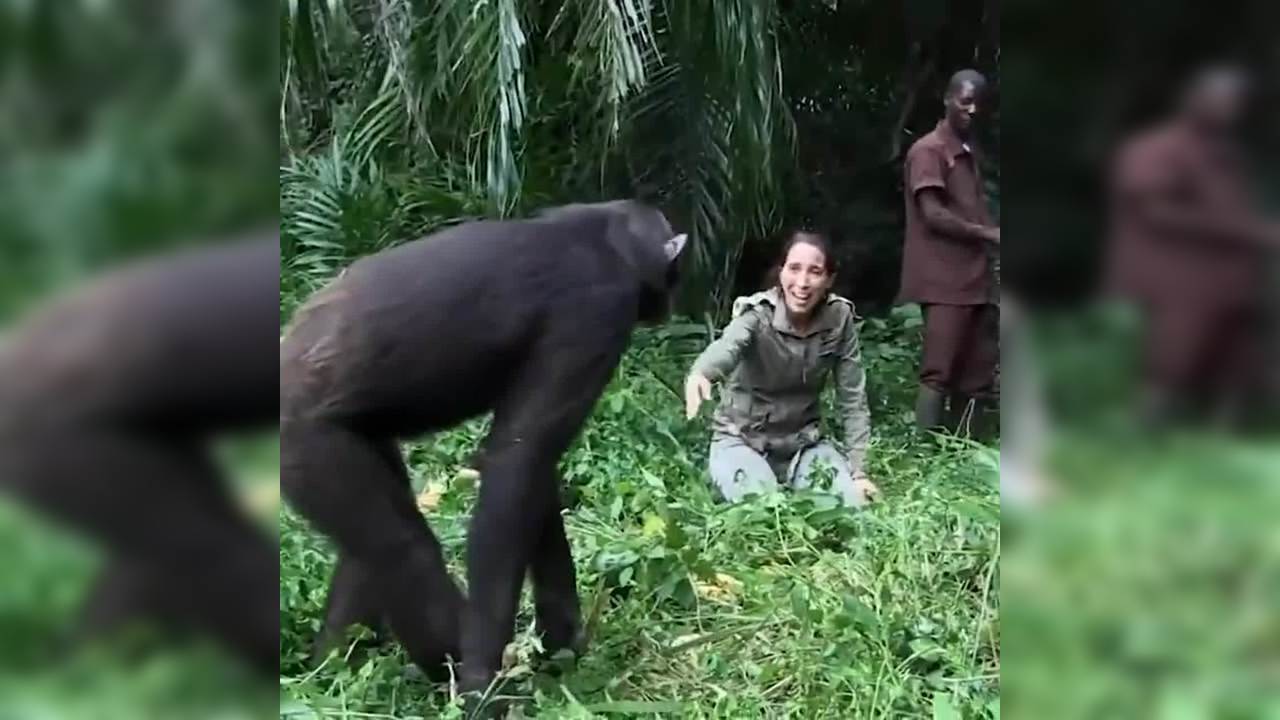 Viral video: Grateful chimpanzee released into wild comes back to hug Jane Goodall
