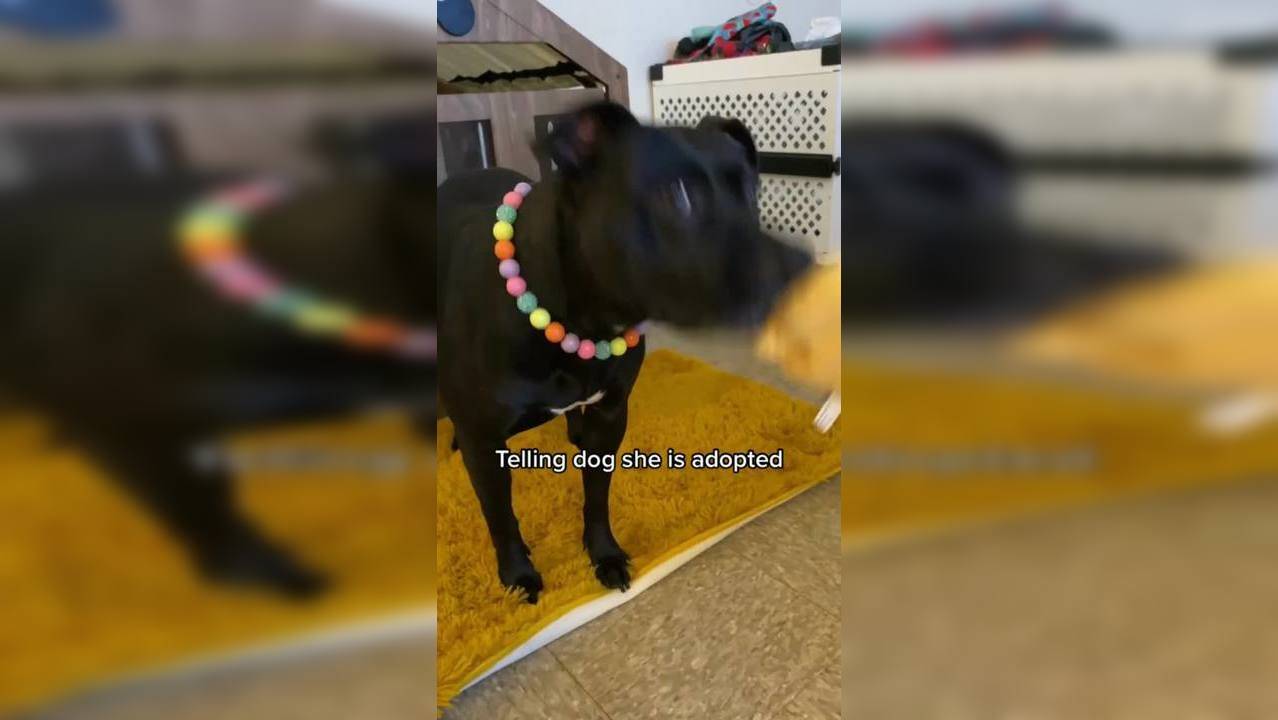 Viral Video: Dog's Reaction To Getting Adopted Shocks The Internet ...