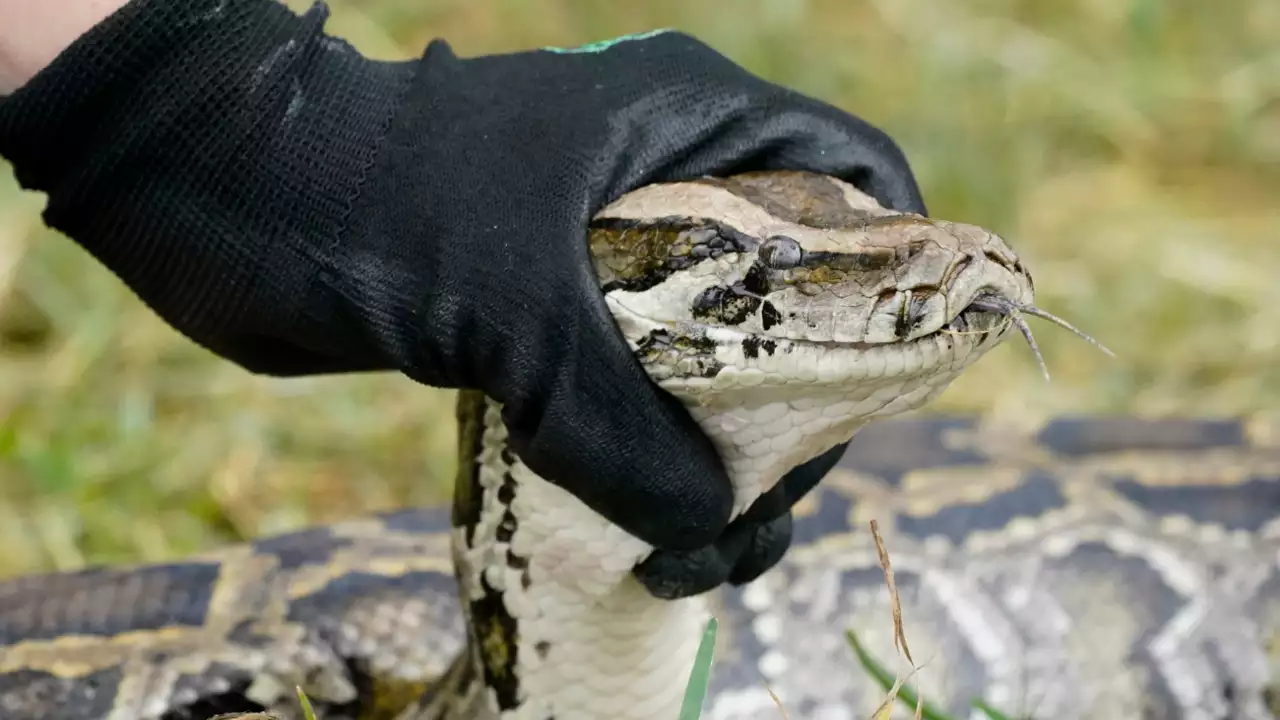 How Burmese Pythons Took Over the Florida Everglades