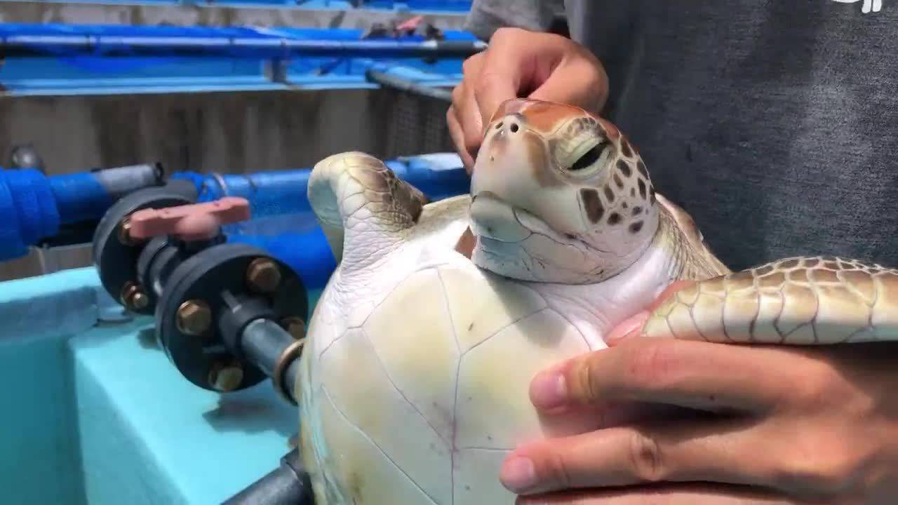 Injured Sea Turtle Gets Cleaned With A Tooth Brush by Stocksy Contributor  Akela - From Alp To Alp - Stocksy