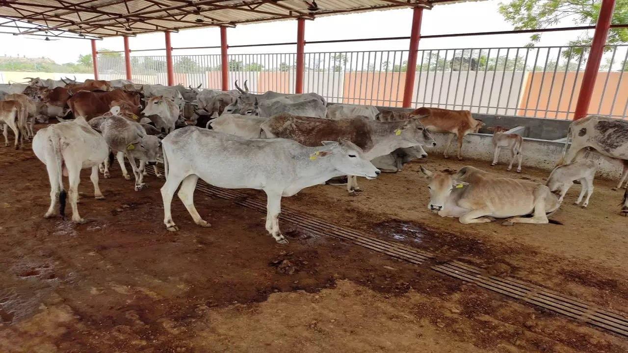Cattle deaths in UP’s Amroha: Nine including Village pradhan arrested ...