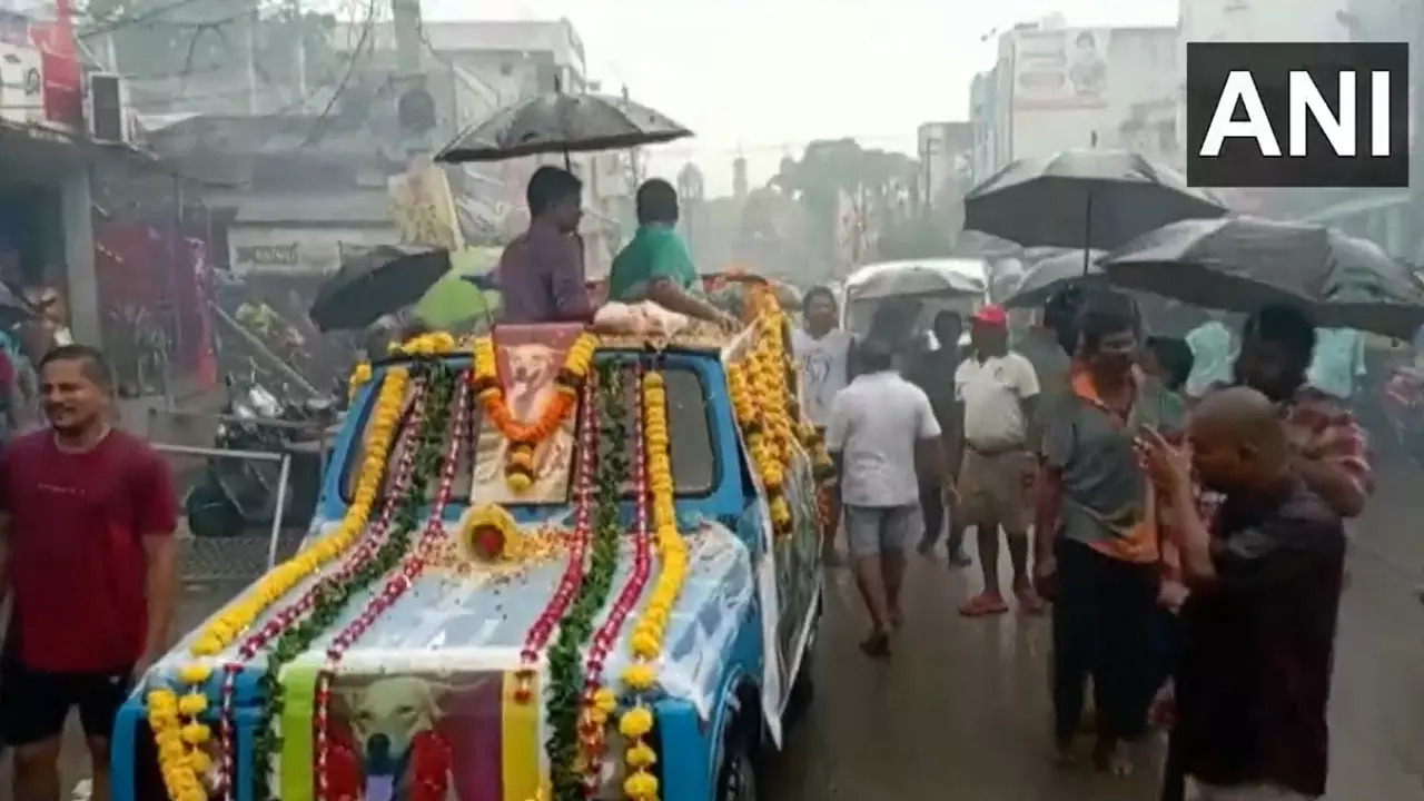 Odisha dog