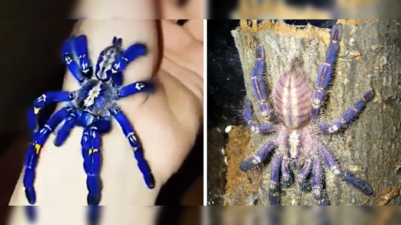 Poecilotheria metallica or Peacock Spider