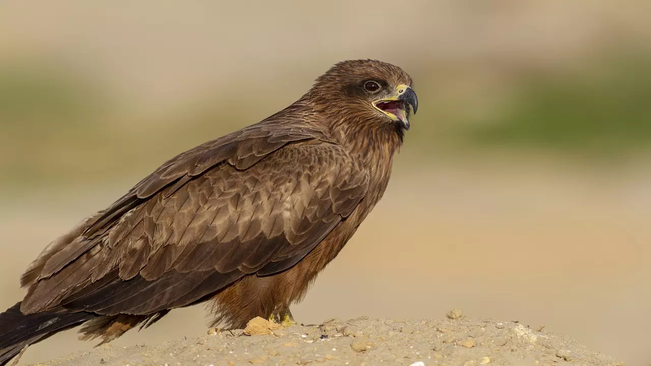 black kite