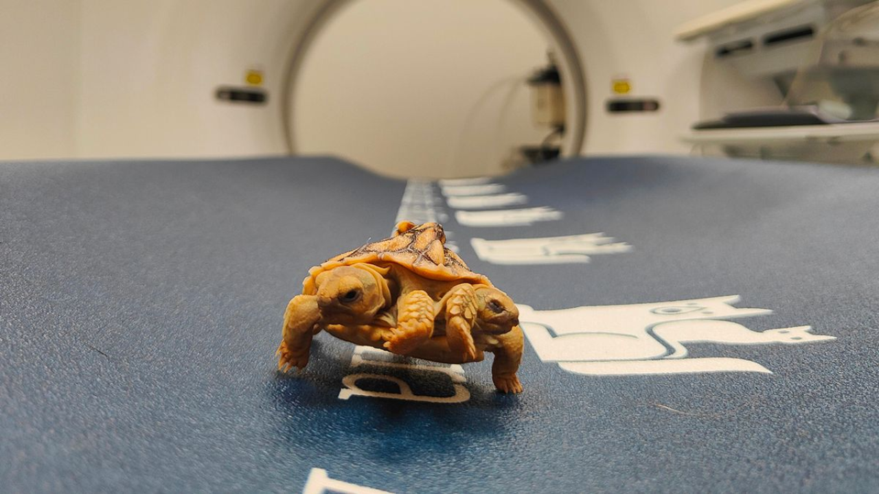 'Very active' two-headed tortoise with four front legs leaves experts baffled