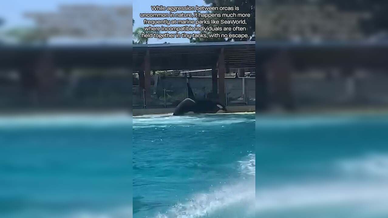 Orcas brutally attack their tankmates at US aquatic park; video shocks ...