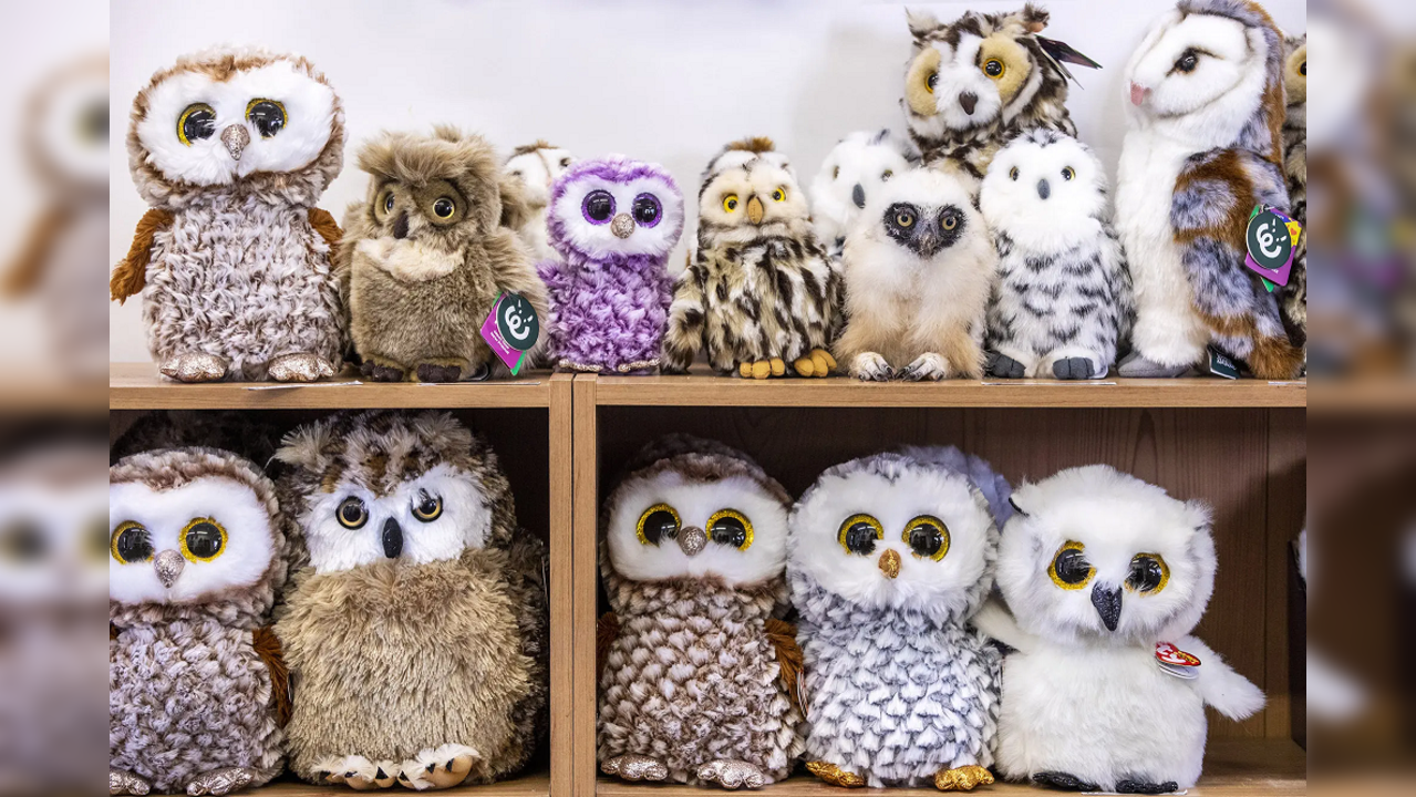 Find the real owl