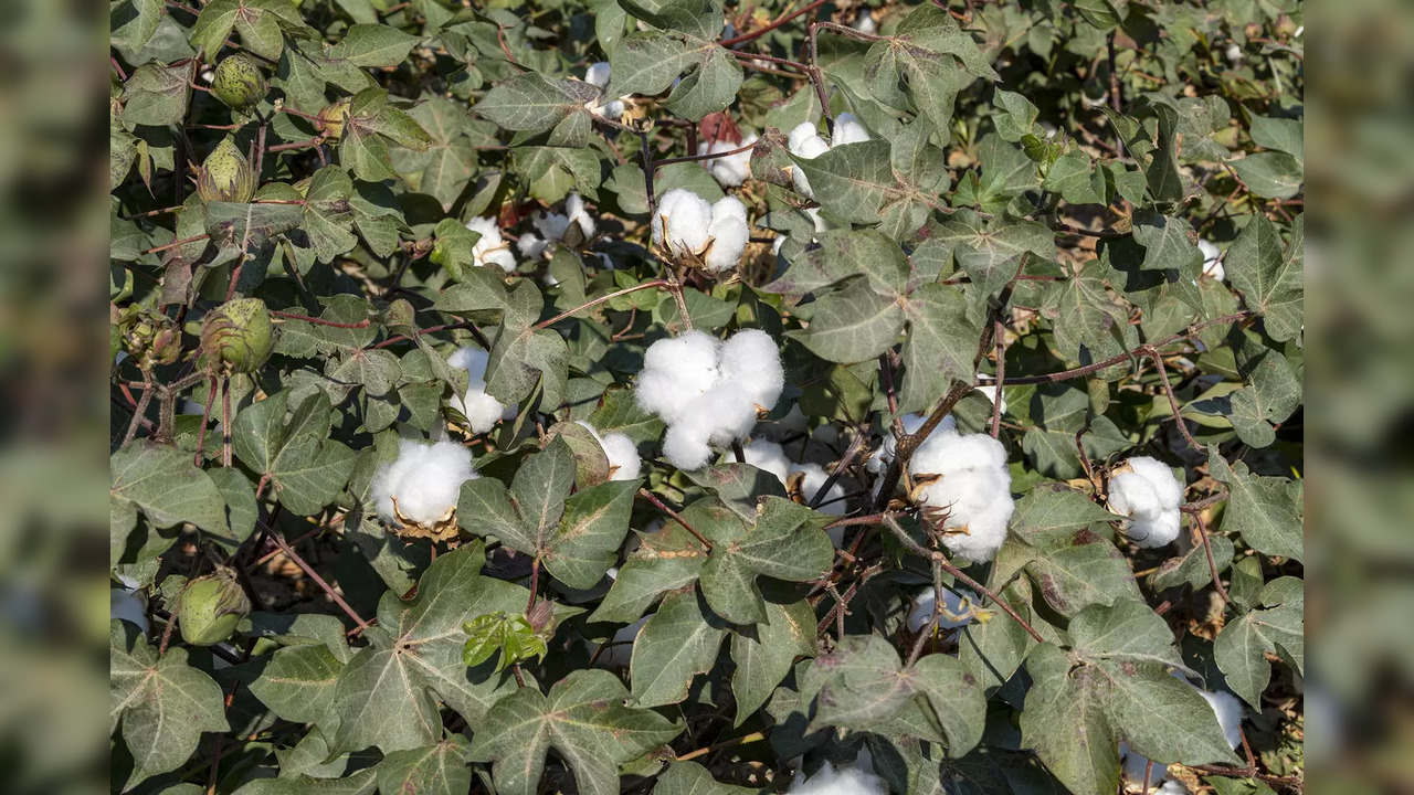 cotton