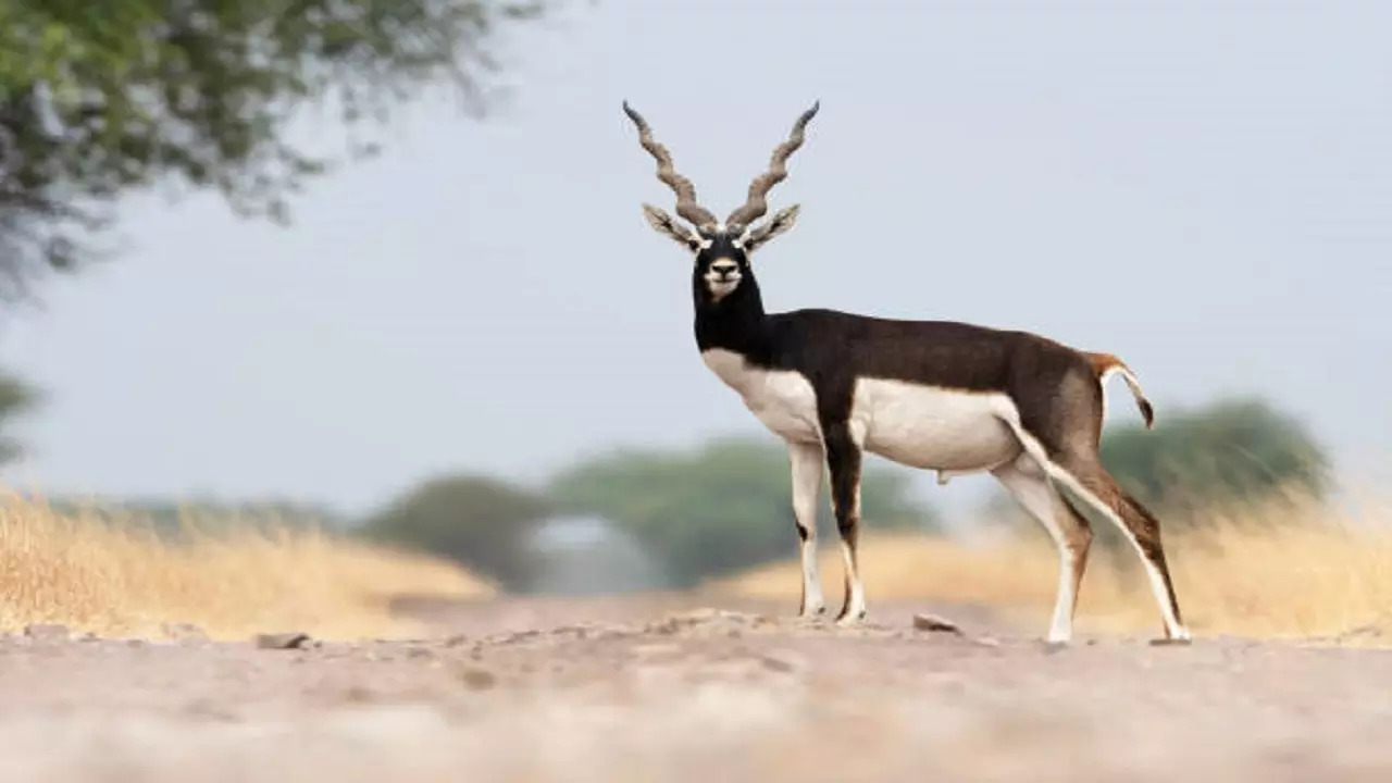 istockphoto-blackbuck