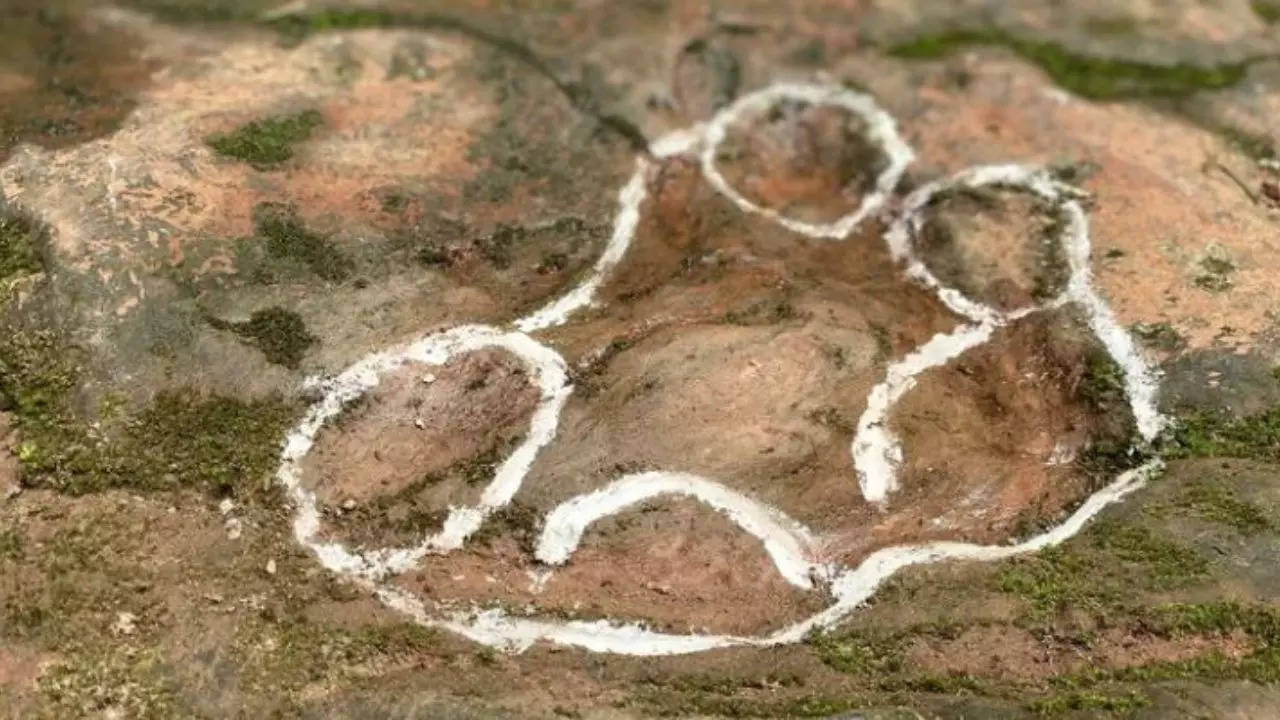 Man finds 'rare' 100 million-year-old dinosaur footprint under his table at a restaurant