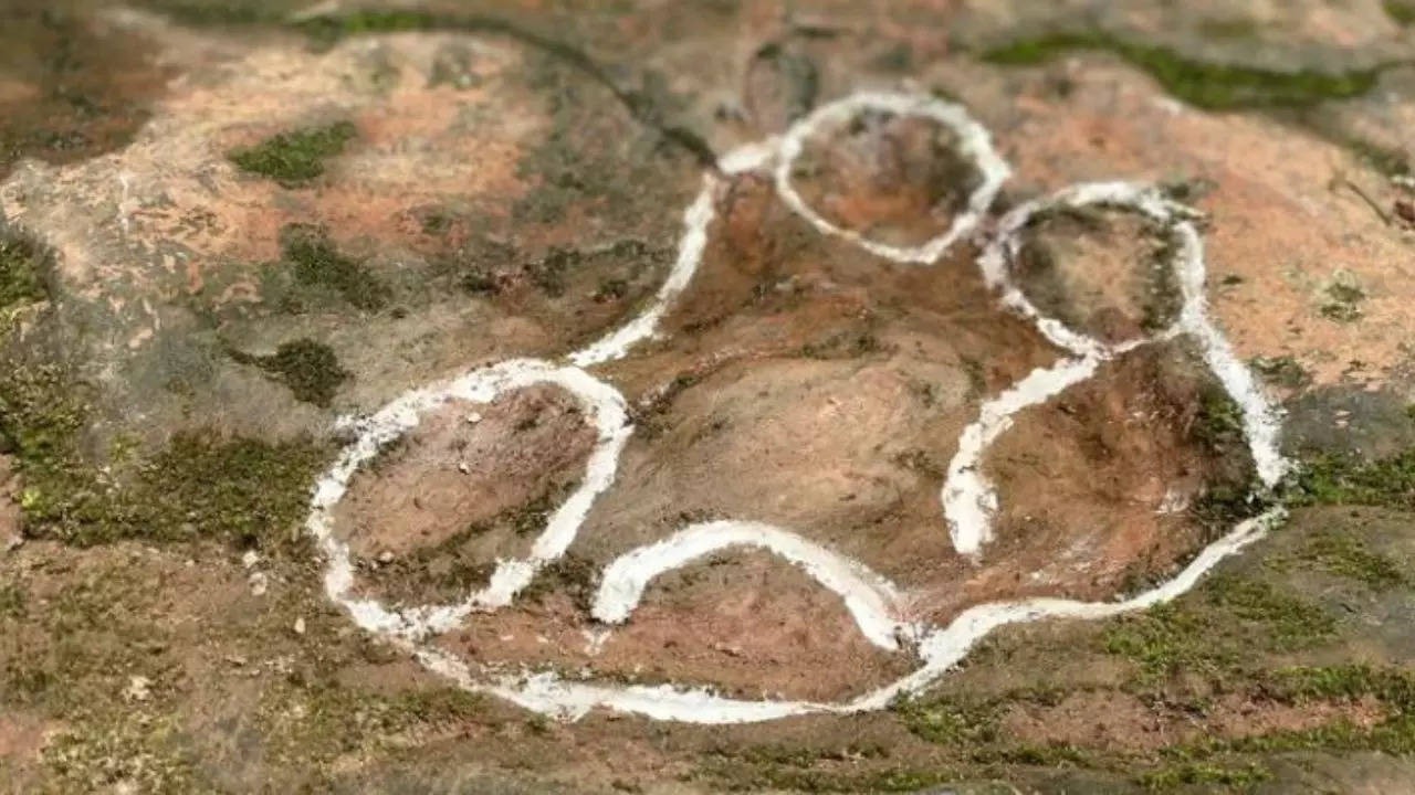 Dinosaur footprint