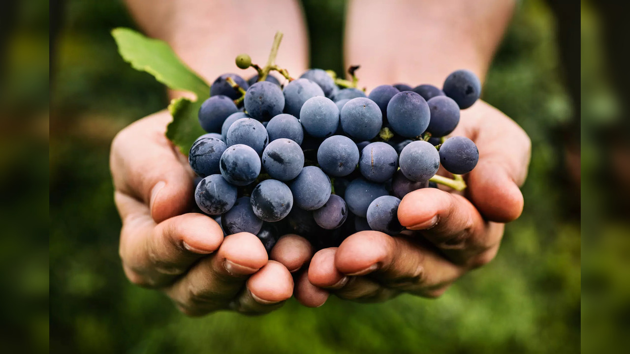 Grapes are also seen as a healthy choice due to their phytonutrients content – antioxidant and anti-inflammatory properties that keep the DNA and cells healthy thereby fighting acute and chronic disease risk.