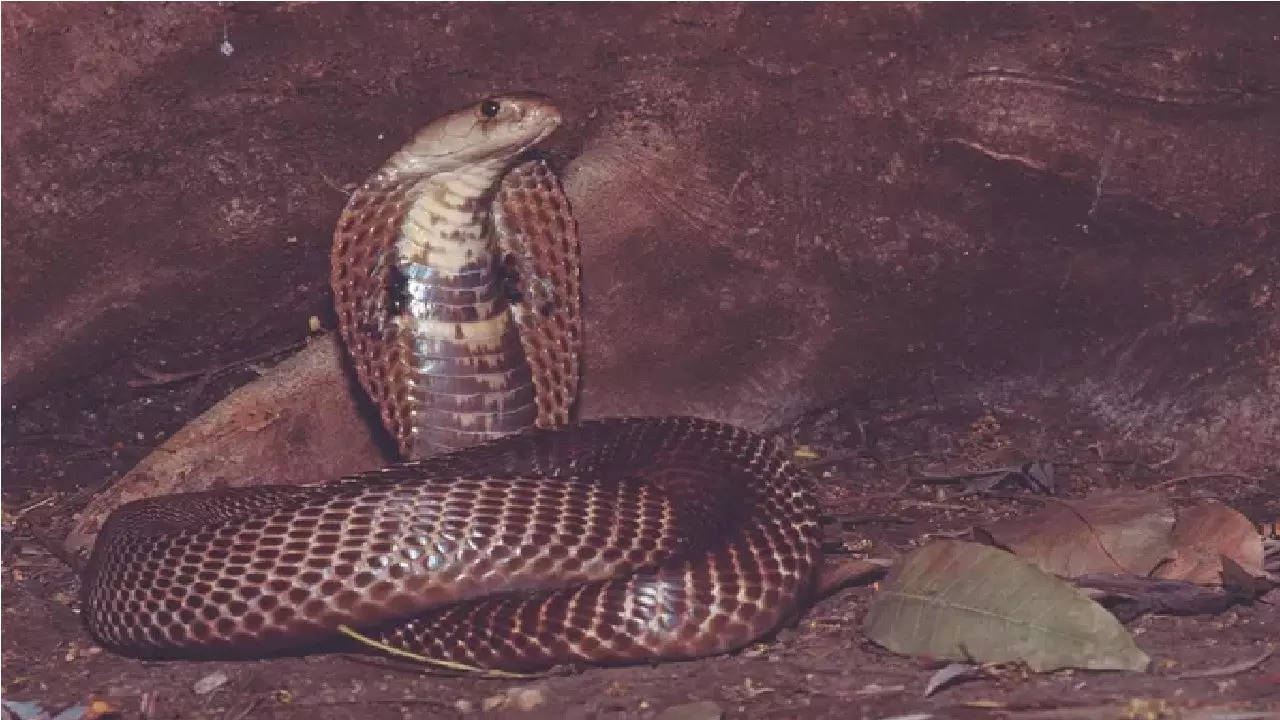 The discovery of the snake rattled the residents into fear.