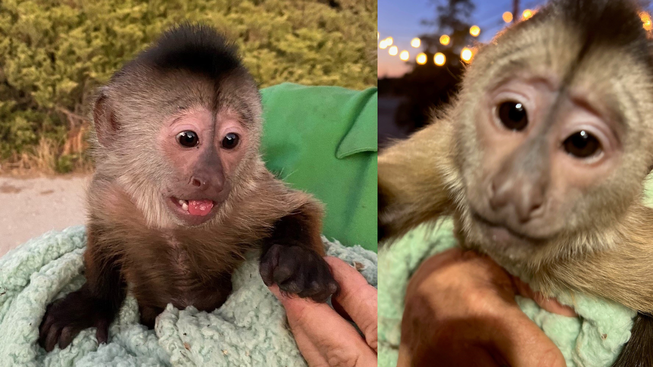 Monkey picks up zoo's cell phone, calls cops