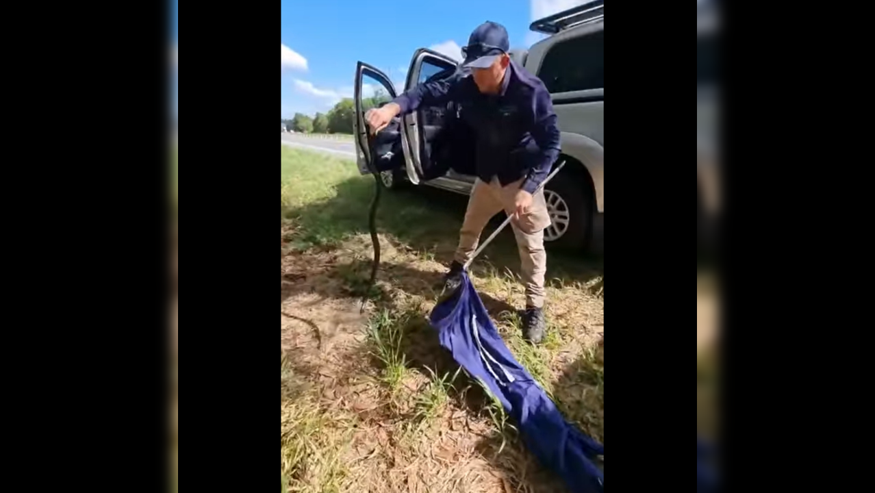 Red-bellied black snake sneaks into car