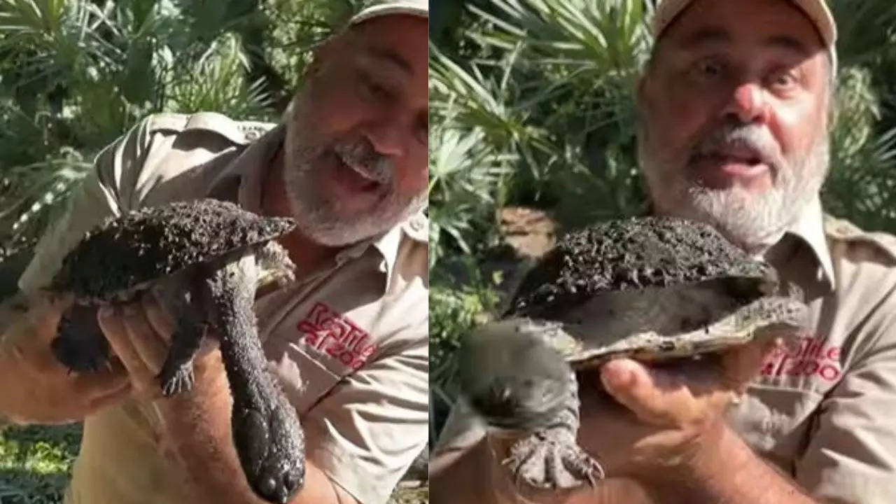 Alligator gives a hug to zookeeper lying on floor. Watch | Trending -  Hindustan Times